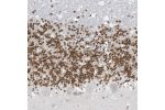 Immunohistochemical staining of human cerebellum shows moderate to strong nuclear positivity in cells in granular layer.