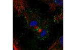 Immunofluorescent staining of human cell line HeLa shows localization to plasma membrane.