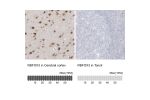 Immunohistochemistry analysis in human cerebral cortex and tonsil tissues using HPA030790 antibody. Corresponding RBFOX3 RNA-seq data are presented for the same tissues.
