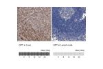 Immunohistochemistry analysis in human liver and lymph node tissues using HPA031059 antibody. Corresponding GPT RNA-seq data are presented for the same tissues.