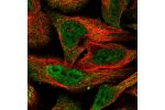Immunofluorescent staining of human cell line U-2 OS shows localization to nucleoplasm & cytosol.