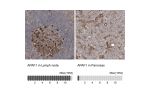 Immunohistochemistry analysis in human lymph node and pancreas tissues using HPA031373 antibody. Corresponding APAF1 RNA-seq data are presented for the same tissues.