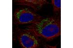 Immunofluorescent staining of human cell line U-2 OS shows localization to mitochondria.