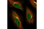 Immunofluorescent staining of human cell line HeLa shows localization to nucleoplasm, the Golgi apparatus & vesicles.