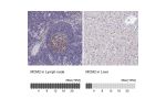 Immunohistochemistry analysis in human lymph node and liver tissues using HPA031495 antibody. Corresponding MCM2 RNA-seq data are presented for the same tissues.