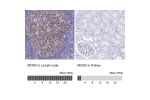 Immunohistochemistry analysis in human lymph node and kidney tissues using HPA031496 antibody. Corresponding MCM2 RNA-seq data are presented for the same tissues.