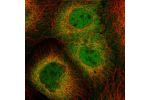 Immunofluorescent staining of human cell line A-431 shows localization to nucleoplasm & cytosol.