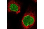 Immunofluorescent staining of human cell line A-431 shows localization to nuclear membrane.
