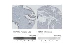Immunohistochemistry analysis in human fallopian tube and pancreas tissues using HPA031703 antibody. Corresponding RSPH9 RNA-seq data are presented for the same tissues.