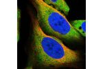 Immunofluorescent staining of human cell line U-2 OS shows localization to plasma membrane & cytosol.
