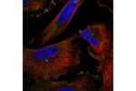Immunofluorescent staining of human cell line U-251 MG shows localization to centrosome.