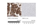 Immunohistochemistry analysis in human small intestine and liver tissues using HPA034607 antibody. Corresponding FABP2 RNA-seq data are presented for the same tissues.