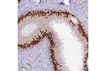 Immunohistochemical staining of human epididymis shows strong nuclear positivity in glandular cells.