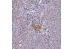 Immunohistochemical staining of human pancreas shows membranous positivity in islets of Langerhans.