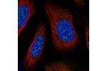Immunofluorescent staining of human cell line U-2 OS shows localization to nuclear speckles.