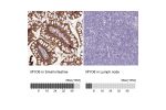 Immunohistochemistry analysis in human small intestine and lymph node tissues using HPA035483 antibody. Corresponding MYO6 RNA-seq data are presented for the same tissues.
