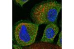 Immunofluorescent staining of human cell line A-431 shows localization to plasma membrane & cytosol.
