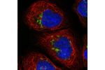 Immunofluorescent staining of human cell line A-431 shows localization to the Golgi apparatus.