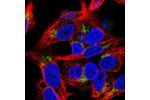 Immunofluorescent staining of human cell line Hep G2 shows localization to the Golgi apparatus.