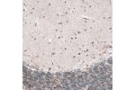 Immunohistochemical staining of human cerebellum shows weak to moderate nuclear positivity in cells in molecular layer.