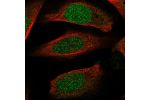 Immunofluorescent staining of human cell line U-2 OS shows localization to nucleus.