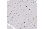 Immunohistochemical staining of human kidney shows strong nuclear positivity in cells of tubules and glomeruli.