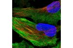 Immunofluorescent staining of human cell line U-251 MG shows localization to nucleoli fibrillar center, cytosol & actin filaments.