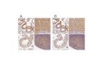 Immunohistochemical staining of human colon, liver, testis and tonsil using Anti-PGAM5 antibody HPA036978 (A) shows similar protein distribution across tissues to independent antibody HPA036979 (B).