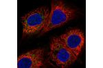 Immunofluorescent staining of human cell line A549 shows localization to mitochondria.