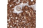 Immunohistochemical staining of human kidney shows strong granular positivity in cytoplasm in cells in tubules.