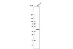 Western blot analysis in human rectum tissue.