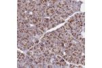 Immunohistochemical staining of human pancreas shows strong granular cytoplasmic positivity in exocrine glandular cells.
