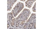 Immunohistochemical staining of human small intestine shows moderate cytoplasmic positivity in glandular cells.