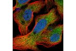 Immunofluorescent staining of human cell line U-2 OS shows localization to cytosol.