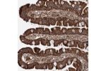 Immunohistochemical staining of human small intestine shows strong granular cytoplasmic positivity in glandular cells.