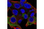 Immunofluorescent staining of human cell line Hep G2 shows localization to cytosol.