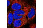 Immunofluorescent staining of human cell line HEK 293 shows localization to vesicles.