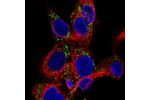 Immunofluorescent staining of human cell line Hep G2 shows localization to lipid droplets.