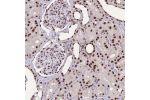 Immunohistochemical staining of human kidney shows strong nuclear positivity.