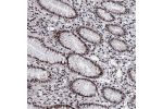 Immunohistochemical staining of human stomach shows strong nuclear positivity in glandular cells.