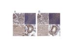 Immunohistochemical staining of human kidney, skeletal muscle, soft tissues and testis using Anti-MAP4 antibody HPA038149 (A) shows similar protein distribution across tissues to independent antibody HPA038150 (B).