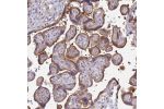 Immunohistochemical staining of human rectum shows moderate cytoplasmic positivity in glandular cells.