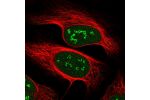 Immunofluorescent staining of human cell line U-2 OS shows localization to nucleus & nucleoli fibrillar center.