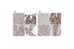 Immunohistochemical staining of human cerebral cortex, colon, kidney and testis using Anti-EIF3A antibody HPA038316 (A) shows similar protein distribution across tissues to independent antibody HPA038315 (B).