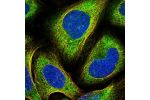 Immunofluorescent staining of human cell line U-2 OS shows localization to cytosol, microtubules & cytokinetic bridge.
