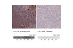 Immunohistochemistry analysis in human lymph node and pancreas tissues using Anti-CDC25B antibody. Corresponding CDC25B RNA-seq data are presented for the same tissues.