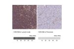 Immunohistochemistry analysis in human lymph node and pancreas tissues using Anti-CDC25B antibody. Corresponding CDC25B RNA-seq data are presented for the same tissues.