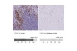 Immunohistochemistry analysis in human tonsil and cerebral cortex tissues using Anti-CD27 antibody. Corresponding CD27 RNA-seq data are presented for the same tissues.