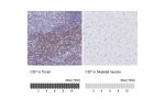 Immunohistochemistry analysis in human spleen and cerebral cortex tissues using Anti-CD7 antibody. Corresponding CD7 RNA-seq data are presented for the same tissues.