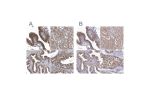 Immunohistochemical staining of human colon, kidney, liver and testis using Anti-RNH1 antibody HPA039223 (A) shows similar protein distribution across tissues to independent antibody HPA040781 (B).